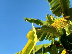 Biologische Textilien aus Bananenfasern produzieren