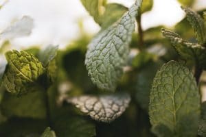 Stevia - kalorienfreie Zuckeralternative